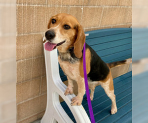 Beagle Dogs for adoption in Salinas, CA, USA