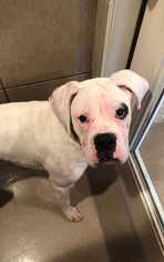 Boxer Dogs for adoption in CORNING, NY, USA