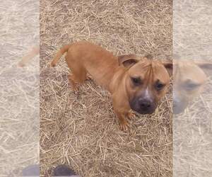 Bullboxer Pit Dogs for adoption in Iroquois, IL, USA