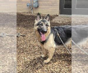 German Shepherd Dog-Unknown Mix Dogs for adoption in London, Ontario, Canada