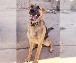 German Shepherd Dog Dogs for adoption in Sacramento, CA, USA