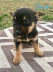 Shepradors Dogs for adoption in Fayetteville, GA, USA