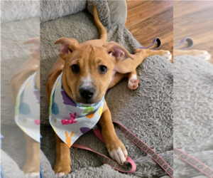 Australian Shepherd-Unknown Mix Dogs for adoption in Springdale, PA, USA