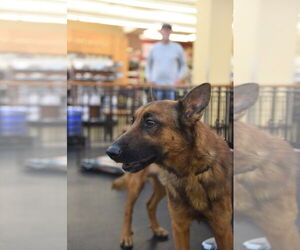 German Shepherd Dog Dogs for adoption in Modesto, CA, USA
