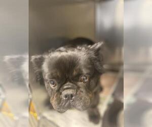 French Bulldog-Pomeranian Mix Dogs for adoption in Modesto, CA, USA
