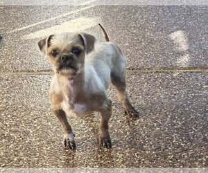 Pug-Unknown Mix Dogs for adoption in Spring, TX, USA