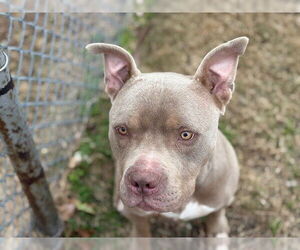 Mutt Dogs for adoption in Tulsa, OK, USA