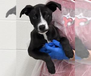 Borador Dogs for adoption in Canfield, OH, USA