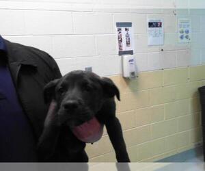 American Pit Bull Terrier-Unknown Mix Dogs for adoption in Tulsa, OK, USA