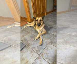 German Shepherd Dog Dogs for adoption in Aurora, IN, USA