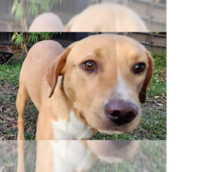 Labrador Retriever-Unknown Mix Dogs for adoption in Tampa, FL, USA