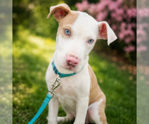 Mutt Dogs for adoption in Sterling, MA, USA