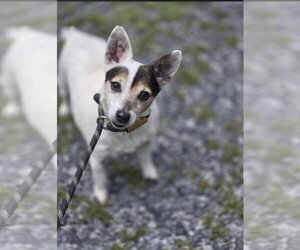 Mutt Dogs for adoption in Crandall, GA, USA