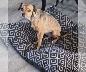 Chihuahua-Unknown Mix Dogs for adoption in Carrollton, TX, USA