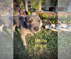 Mutt Dogs for adoption in NEWPORT NH, NH, USA