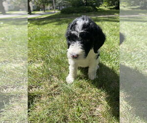 Poodle (Standard)-Unknown Mix Dogs for adoption in Plainfield, IL, USA