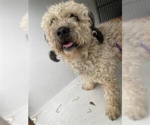 Poodle (Miniature)-Unknown Mix Dogs for adoption in Houston, TX, USA