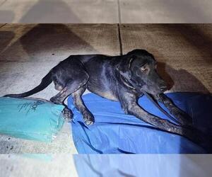 Labrador Retriever Dogs for adoption in San Antonio, TX, USA