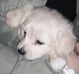 Chiweenie Dogs for adoption in Warwick, RI, USA