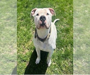 American Bulldog Dogs for adoption in Ogden, UT, USA