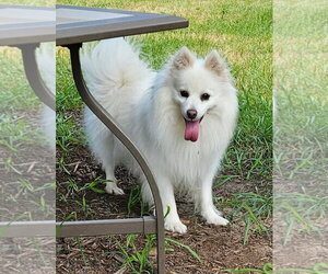 American Eskimo Dog Dogs for adoption in Pikesville, MD, USA