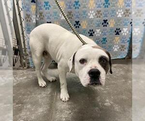 Bulldog-Unknown Mix Dogs for adoption in Rosenberg, TX, USA