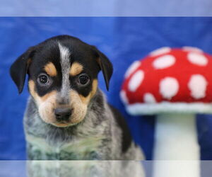 Dachshund-Unknown Mix Dogs for adoption in Wakefield, RI, USA