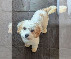 Cavachon Dogs for adoption in Bellevue, WA, USA