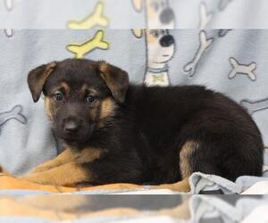 Mutt Dogs for adoption in Thief River Falls, MN, USA