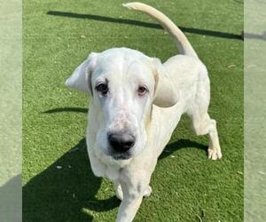 Great Dane-Unknown Mix Dogs for adoption in Toronto, Ontario, Canada