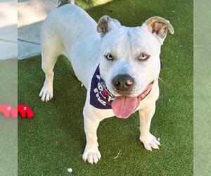 American Bulldog-Unknown Mix Dogs for adoption in Fort Lauderdale, FL, USA