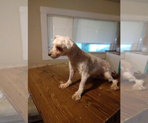 Maltese Dogs for adoption in Bonifay, MO, USA
