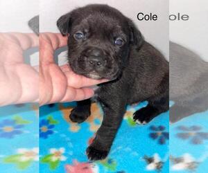 American Pit Bull Terrier-Labrador Retriever Mix Dogs for adoption in Incline Village, NV, USA