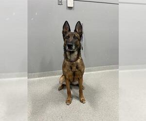 Mutt Dogs for adoption in San Martin, CA, USA