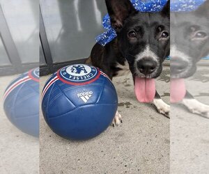 Labrador Retriever-Unknown Mix Dogs for adoption in Southampton, NY, USA