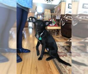 Labrador Retriever Dogs for adoption in Negaunee, MI, USA