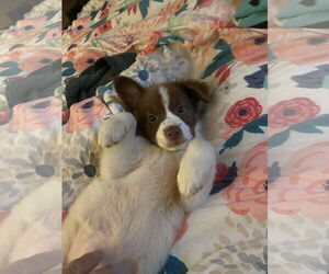 Border-Aussie Dogs for adoption in Farmington, MN, USA