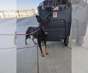 German Shepherd Dog Dogs for adoption in Bakersfield, CA, USA