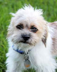 Malchi Dogs for adoption in Antioch, CA, USA