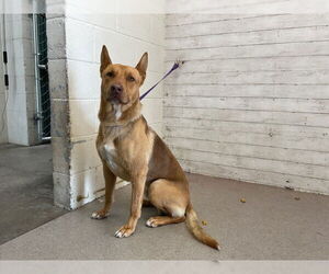German Shepherd Dog-Unknown Mix Dogs for adoption in San Bernardino, CA, USA