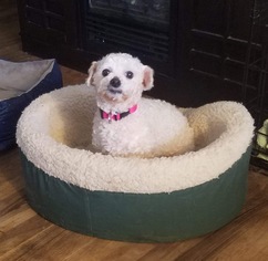 Bichon Frise Dogs for adoption in Bellbrook, OH, USA