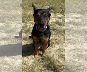 Mutt Dogs for adoption in Rockwall, TX, USA