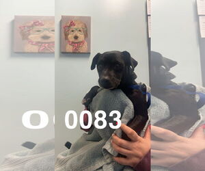 Chihuahua-Unknown Mix Dogs for adoption in Chico, CA, USA