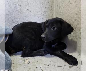 Labrador Retriever-Unknown Mix Dogs for adoption in San Antonio, TX, USA