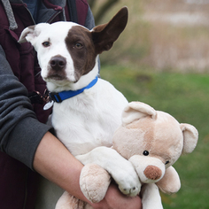 Small Lab-Pointer