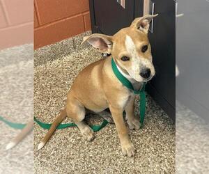 Mutt Dogs for adoption in Pueblo, CO, USA
