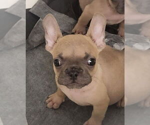 French Bulldog Dogs for adoption in Oakland Park, FL, USA