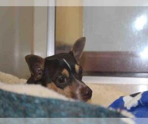Dachshund Dogs for adoption in Upland, CA, USA