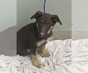 German Shepherd Dog-Unknown Mix Dogs for adoption in Las Vegas, NV, USA