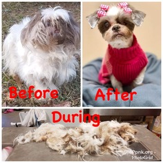 Shih Tzu Dogs for adoption in Social Circle, GA, USA